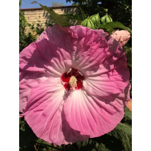 Гибискус Hibiscus Tie Dye